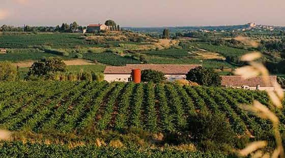 Entretien de vigne à Béziers et dans l’Hérault