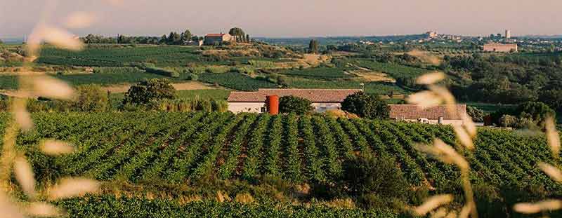 Entretien de vigne à Béziers et dans l’Hérault